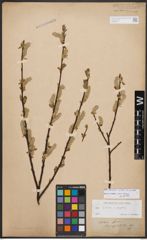 Salix bicolor Ehrh. ex Willd.